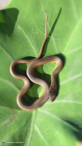 Painted Keelback
