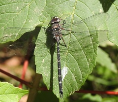 Austroaeschna multipunctata