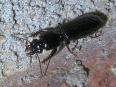 Clivina dentipes