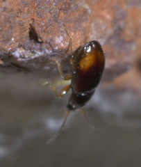 Elaphropus