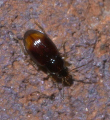 Elaphropus
