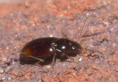 Elaphropus