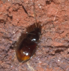 Elaphropus
