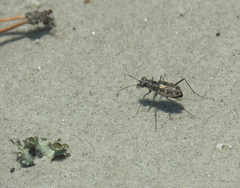 Ellipsoptera marginata