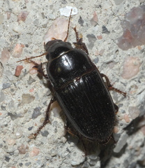 Euryderus grossus