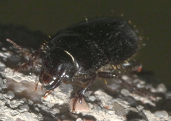 Euryderus grossus