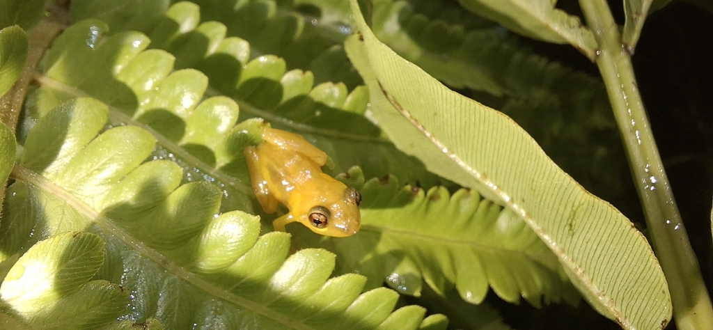 Plains Coqui