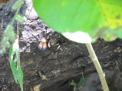 Calopteron reticulatum