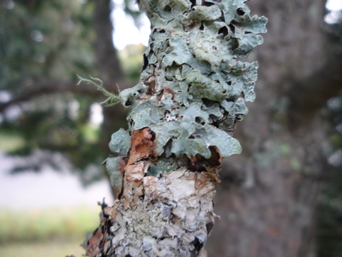 Netted Shield Lichen