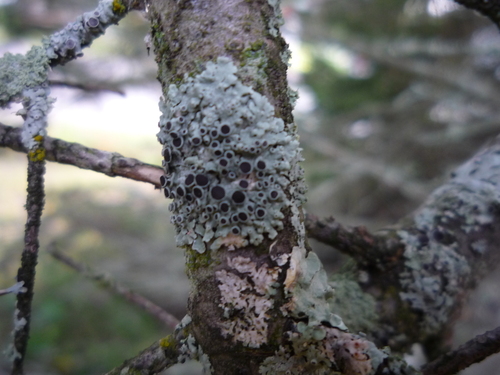 Hoary Rosette Lichen
