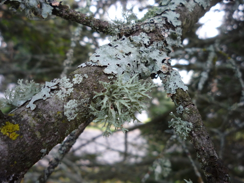 Sinewed Bushy Lichen