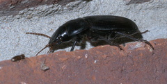 Harpalus caliginosus