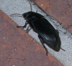 Harpalus caliginosus