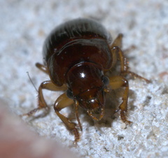 Harpalus gravis