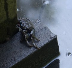 Parasesarma indiarum