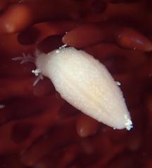 Leptosynapta albicans