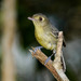 Cuban Vireo - Photo (c) Allan Hopkins, some rights reserved (CC BY-NC-ND)