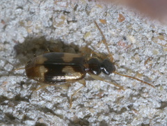 Lebia fuscata