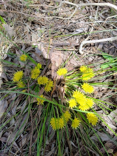 Conostylis juncea (Conostylis juncea)