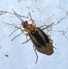 Lebia solea