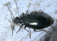 Lebia marginicollis