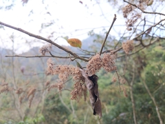 Homalium cochinchinense