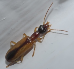 Leptotrachelus dorsalis