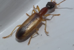 Leptotrachelus dorsalis