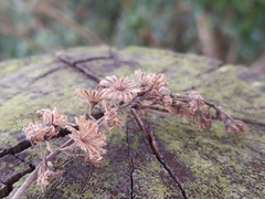 Homalium cochinchinense