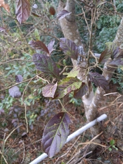 Homalium cochinchinense