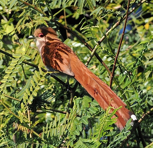 Piaya cayana cabanisi
