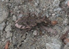Neocicindela garnerae