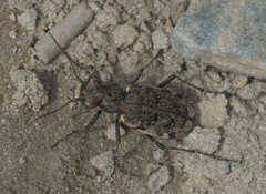 Neocicindela garnerae