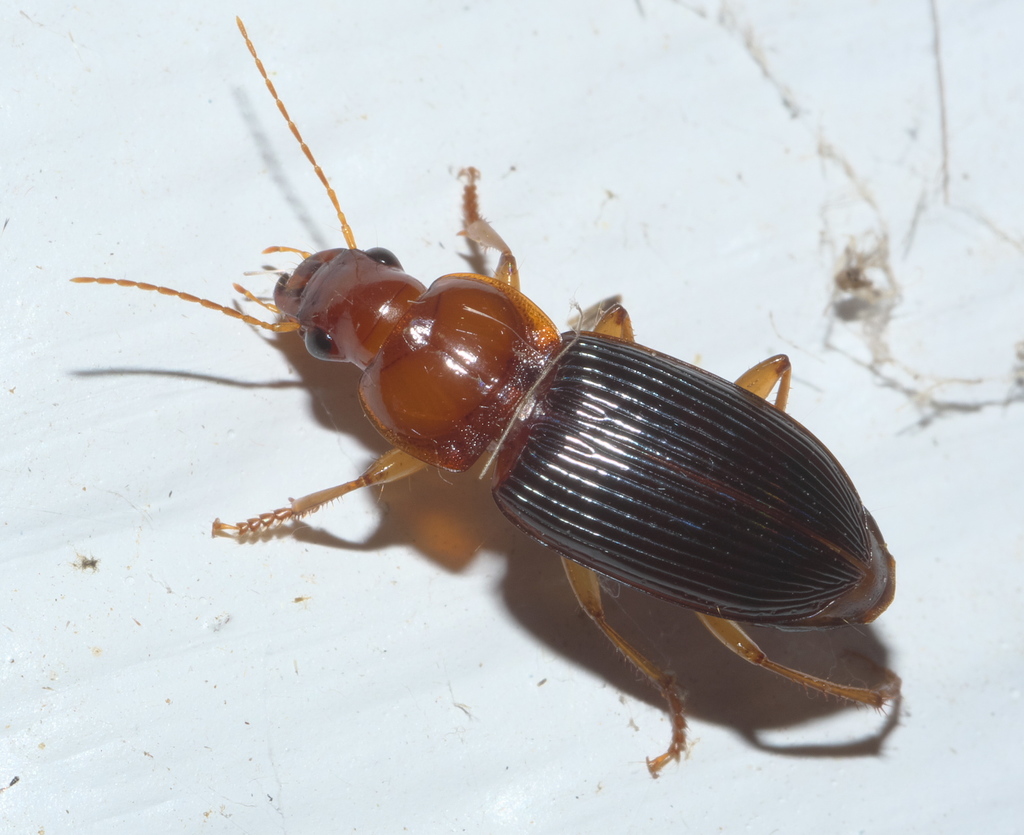Trichotichnus dichrous