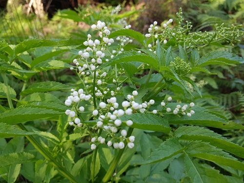 Sambucus gaudichaudiana (Sambucus gaudichaudiana)