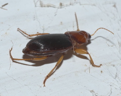 Trichotichnus dichrous