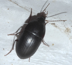 Oodes amaroides