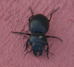 Pasimachus californicus