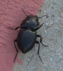 Pasimachus californicus