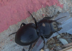 Pasimachus californicus