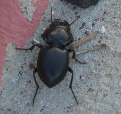 Pasimachus californicus