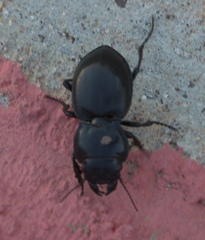 Pasimachus californicus