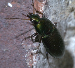Poecilus chalcites