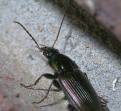 Poecilus chalcites