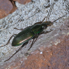 Poecilus chalcites