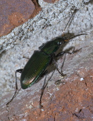 Poecilus chalcites