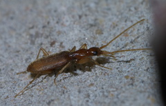 Pseudaptinus