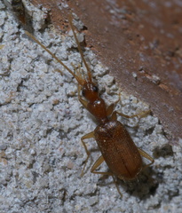 Pseudaptinus