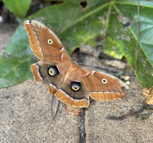 Polyphemus Moth