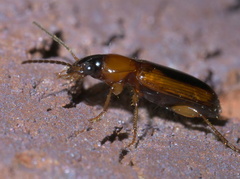 Stenolophus dissimilis